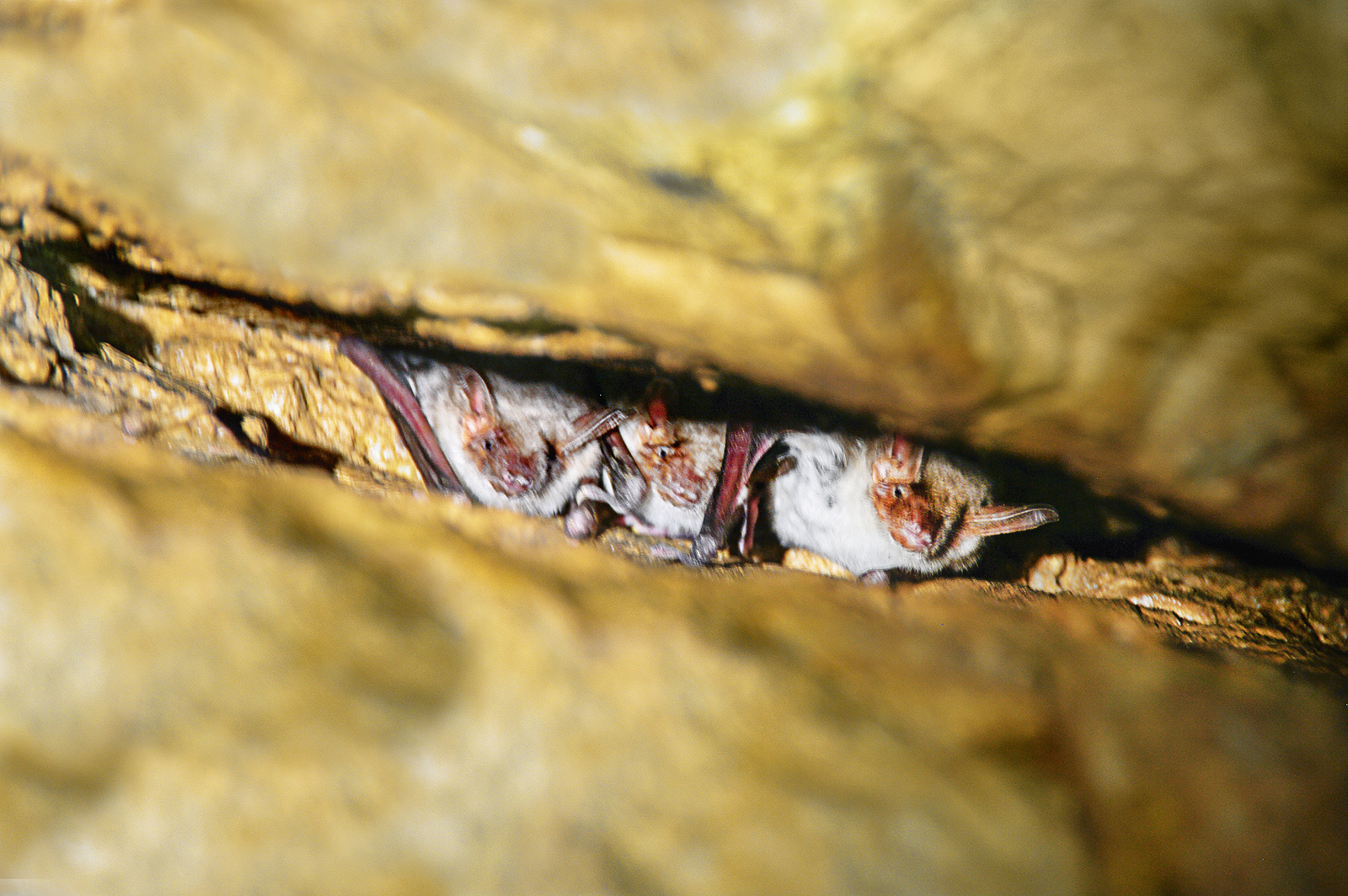 A safe Home for Bats: DSI Schaum Chemie stabilizes Nature Reserve in Poland A safe Home for Bats: DSI Schaum Chemie stabilizes Nature Reserve in Poland